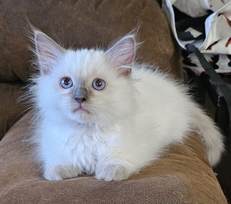Male Blue Point